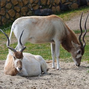 Addaxes (Addax nasomaculatus), 2020-05-23