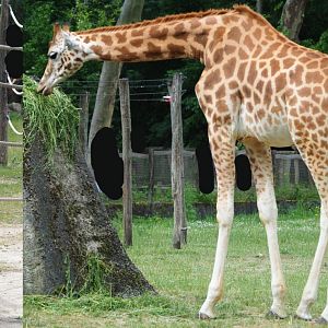 Feeding Kordofan giraffes (Giraffa camelopardalis antiquorum), 2020-05-23