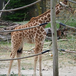 Juvenile Kordofan giraffe (Giraffa camelopardalis antiquorum), 2020-05-23