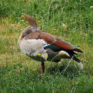 Feral Egyptian goose (Alopochen aegyptiaca), 2020-05-23