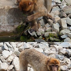 Barbary macaque (Macaca sylvanus), 2020-05-23
