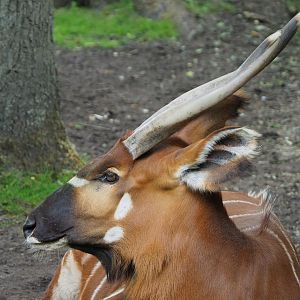 Mountain bongo (Tragelaphus eurycerus isaaci), 2020-05-23