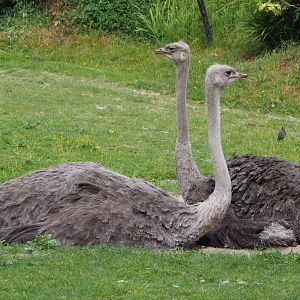 Ostriches (Struthio camelus), 2020-05-23