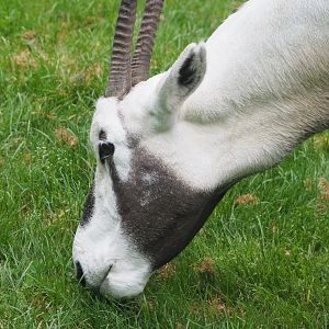 Arabian oryx (Oryx leucoryx), 2020-05-23
