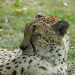 Northeast African cheetah (Acinonyx jubatus soemmeringii), 2020-05-23