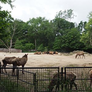 Part of the American plains bison and Rocky mountain wapiti paddock, 2020-05-23