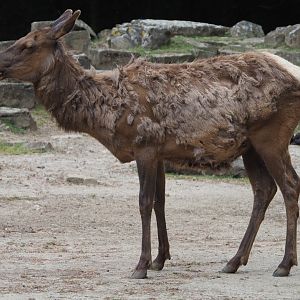Rocky Mountain wapiti doe (Cervus canadensis nelsoni), 2020-05-23