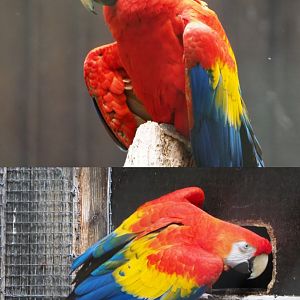 Scarlet macaw (Ara macao), 2020-05-23