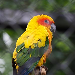 Sun conure (Aratinga solstitialis), 2020-05-23