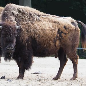 American plains bison (Bison bison bison), 2020-05-23