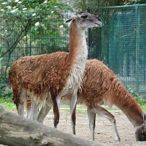 Guanacos (Lama guanicoe), 2020-05-23
