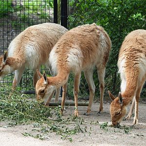 Vicuñas (Vicugna vicugna), 2020-05-23