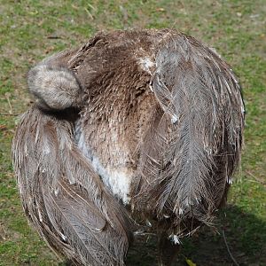 Darwin`s rhea (Rhea pennata), 2020-05-23