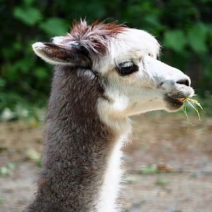 Alpaca (Vicugna pacos), 2020-05-23