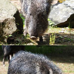 Chacoan peccary (Catagonus wagneri), 2020-05-23