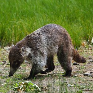 White-nosed coati (Nasua narica), 2020-05-23