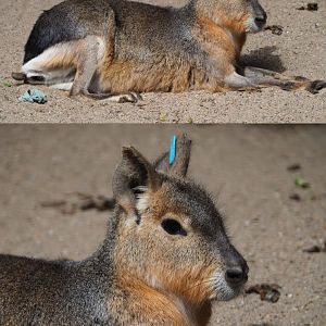 Patagonian mara (Dolichotis patagonum), 2020-05-23