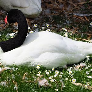 Black-necked swan (Cygnus melanocoryphus), 2020-05-23