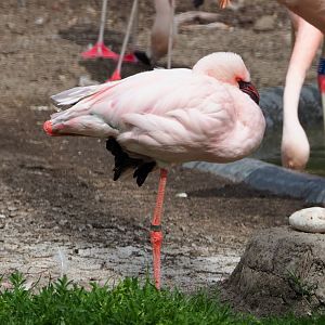 Lesser flamingo (Phoeniconaias minor), 2020-05-23