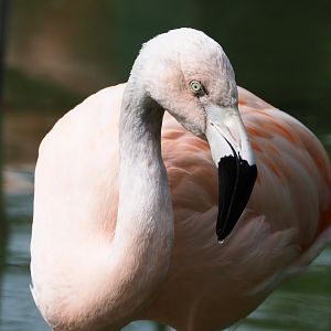 Chilean flamingo (Phoenicopterus chilensis), 2020-05-23