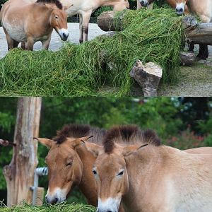 Przewalski's horses eating grass (Equus ferus przewalskii), 2020-05-23