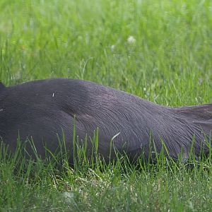 Blue eared pheasant (Crossoptilon auritum), 2020-05-23