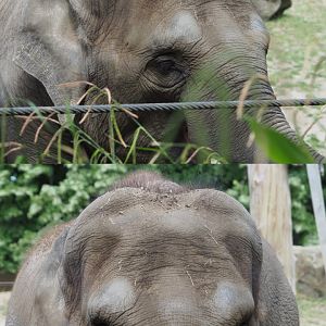 Asian elephant (Elephas maximus), 2020-05-23