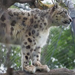 Snow leopard (Panthera uncia), 2020-05-23