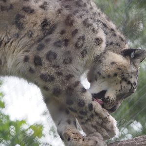 Snow leopard (Panthera uncia), 2020-05-23
