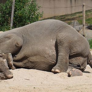 Sleeping Asian elephant (Elephas maximus), 2020-05-23