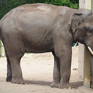 Asian elephant bull Kanvar (Elephas maximus), 2020-05-23