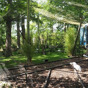 Eurasian spoonbill, Little egret, Brown-eared pheasant and Red-billed blue magpie aviary, 2020-05-23