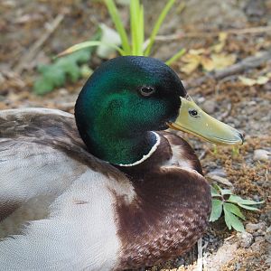Wild Mallard drake (Anas platyrhynchos), 2020-05-23