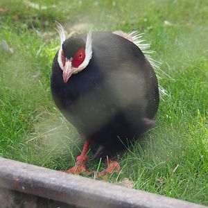 Brown eared pheasant (Crossoptilon mantchuricum), 2020-05-23