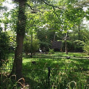Oriental white stork, Glossy ibis, Brown eared pheasant and White-winged duck aviary, 2020-05-23