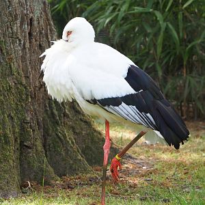 Oriental white stork (Ciconia boyciana), 2020-05-23