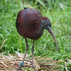 Glossy ibis (Plegadis falcinellus), 2020-05-23