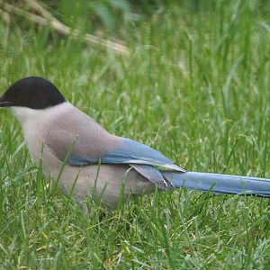 Asian Azure-winged magpie (Cyanopica cyanus), 2020-05-23