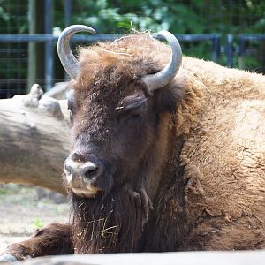 Wisent (Bison bonasus), 2020-05-23