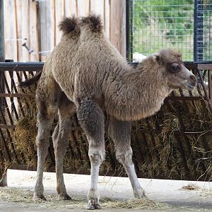 Juvenile Bactrian camel (Camelus bactrianus), 2020-05-23