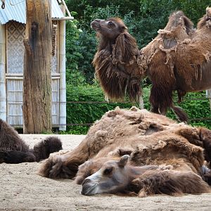 Bactrian camels (Camelus bactrianus), 2020-05-23