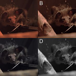 Nocturnal House Choices 2 Photos for Poll