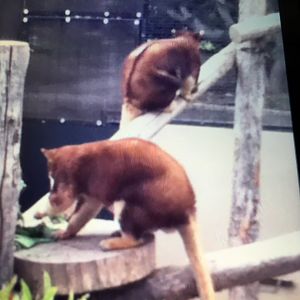 Matschie's Or Goodfellow's Tree Kangaroo?