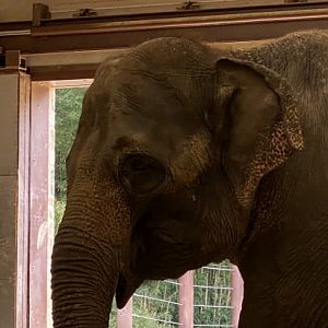 Maharani (Asian Elephant)