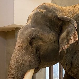 Spike (Asian Elephant)