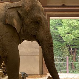 Bozie (Asian Elephant)