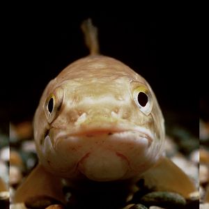 Bowfin triple image 1996