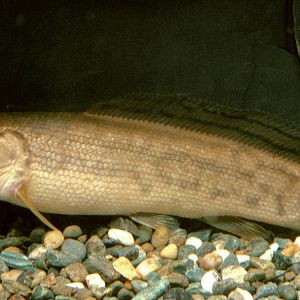 Bowfin 1996