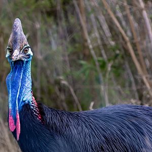 Johnson's cassowary / Hamerton / 28-9-20