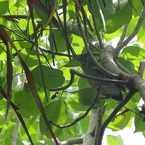 Rufous-browed peppershrike, Cozumel subspecies (Cyclarhis gujanensis insularis)